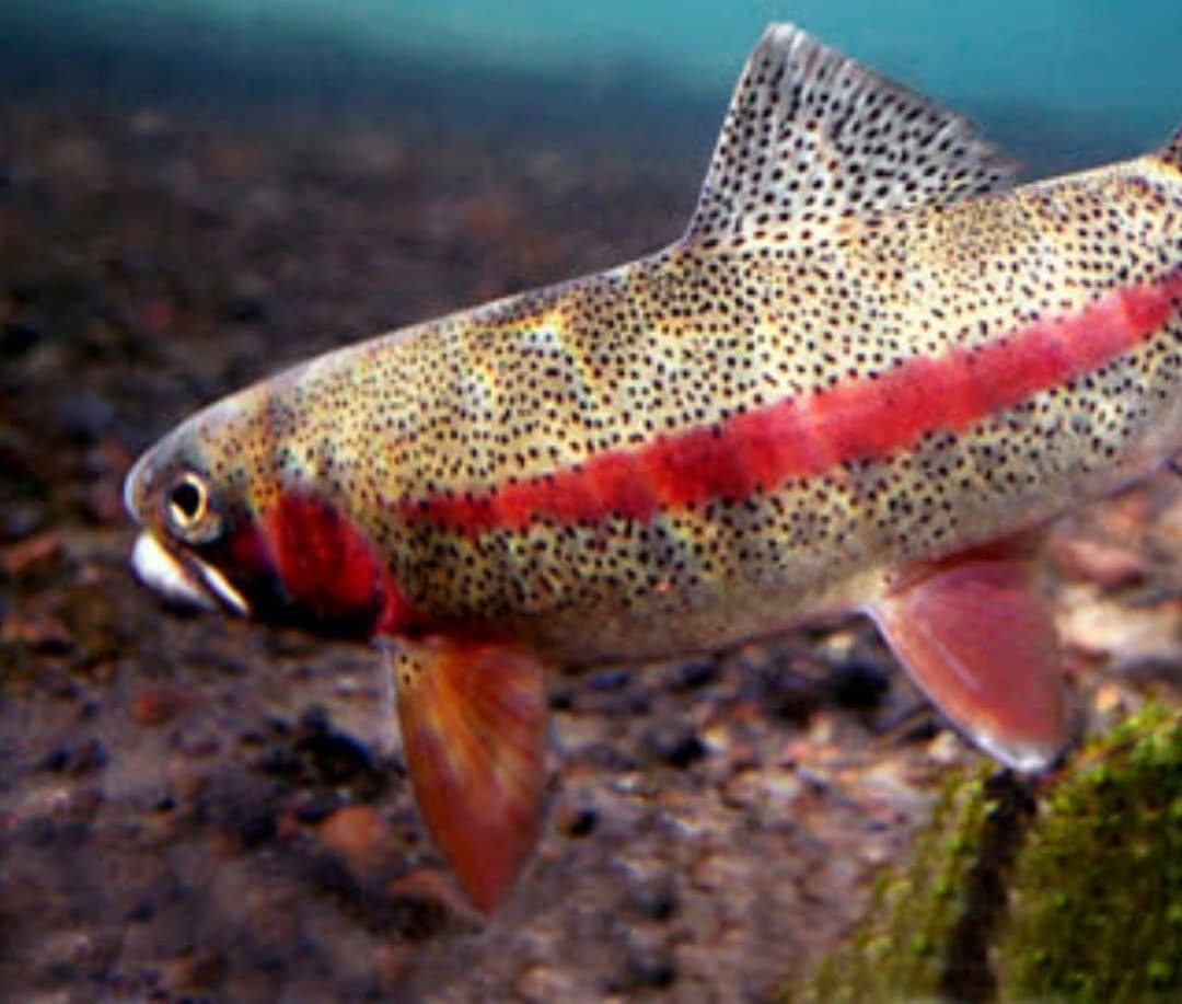 A trout underwater over a gravel bed, heavily spotted, with a deep red stripe along its side and red on its gill cover and fins.